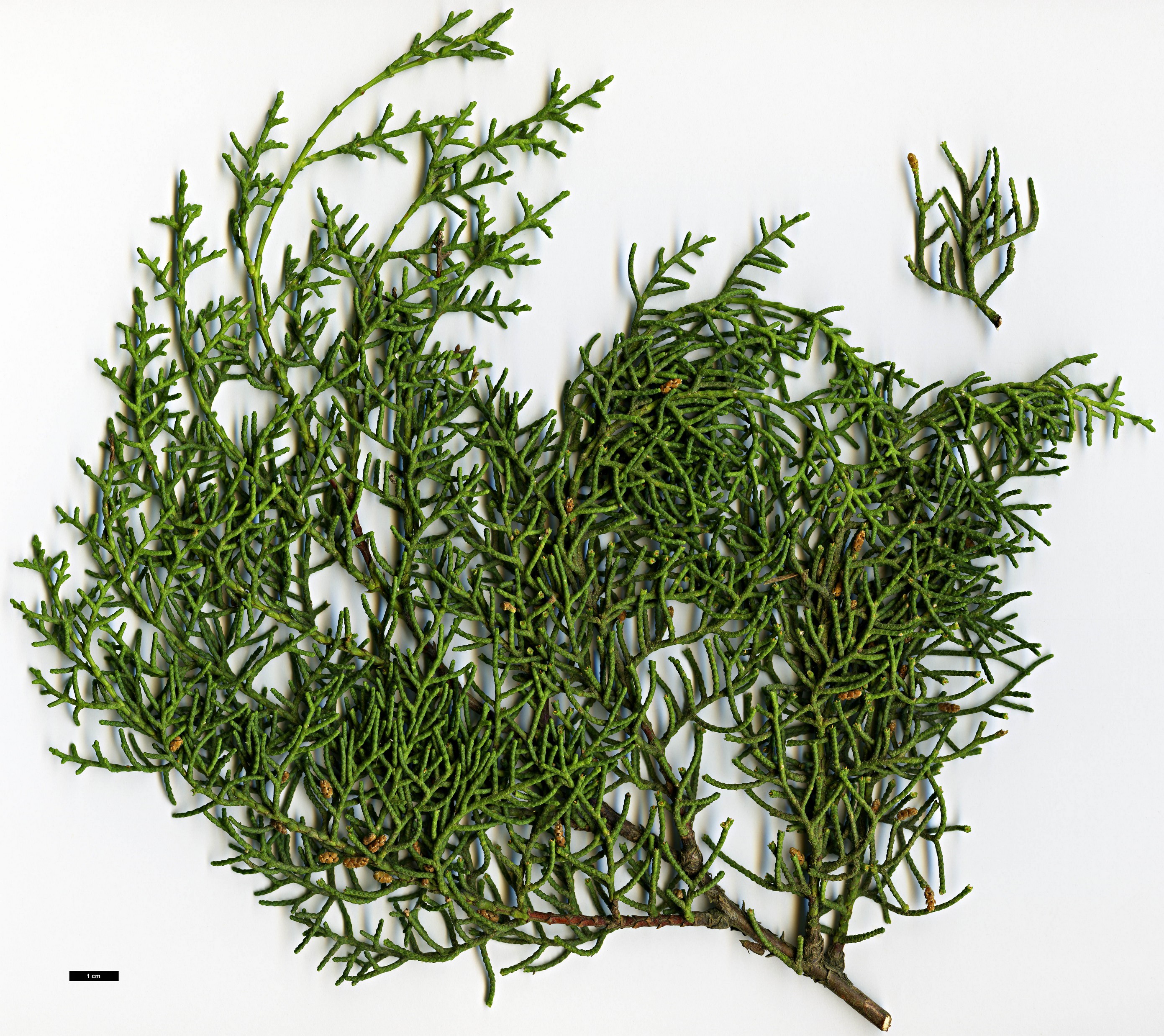 High resolution image: Family: Cupressaceae - Genus: Cupressus - Taxon: goveniana - SpeciesSub: var. abramsiana